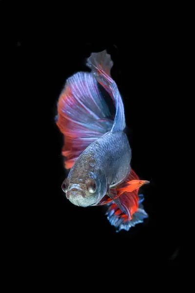 Beautiful Colorful Betta Fish Swimming Aquarium Dark Background Close View — Stock Photo, Image