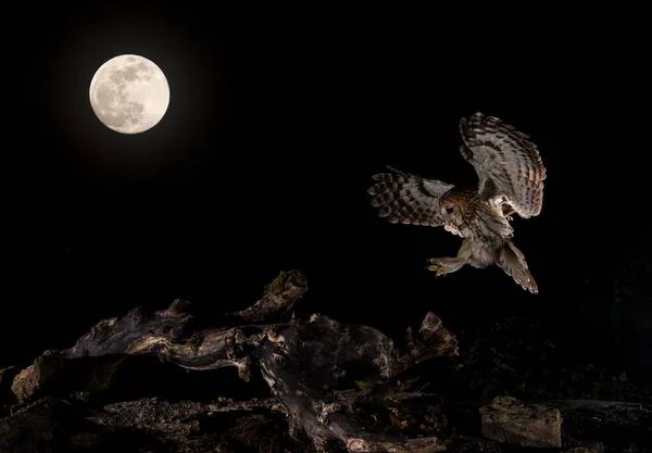 Tawny Owl Flying Moonlight Spain — Stockfoto