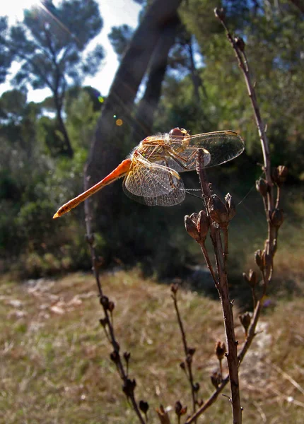 スペインのマヨルカ島の植物上のトンボのクローズアップ — ストック写真