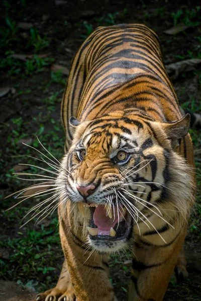 Retrato Tigre Rosnando Indonésia — Fotografia de Stock