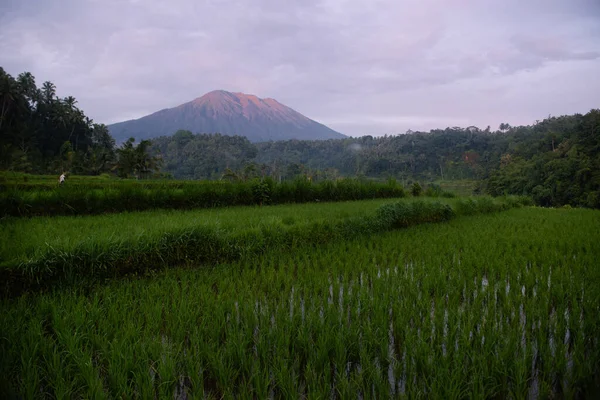 Sawah Dekat Gunung Agung Bali Indonesia — Stok Foto