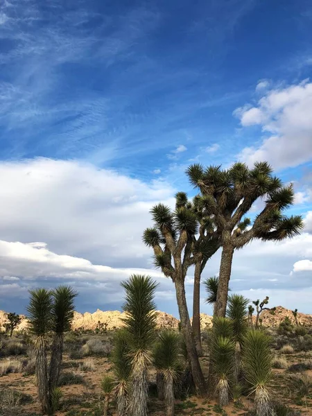 Joshua Trees Joshua Tree National Park California Estados Unidos — Foto de Stock