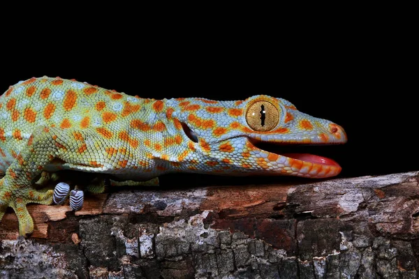 Porträt Eines Tokay Geckos Westjava Indonesien — Stockfoto