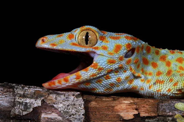 Primer Plano Tokay Gecko Java Occidental Indonesia — Foto de Stock