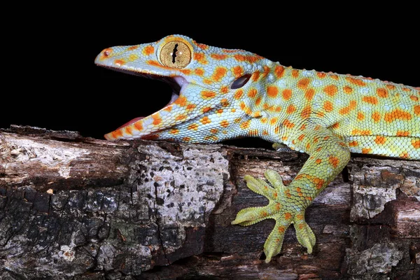 Bir Tokay Gecko Nun Yakın Çekimi Batı Java Endonezya — Stok fotoğraf