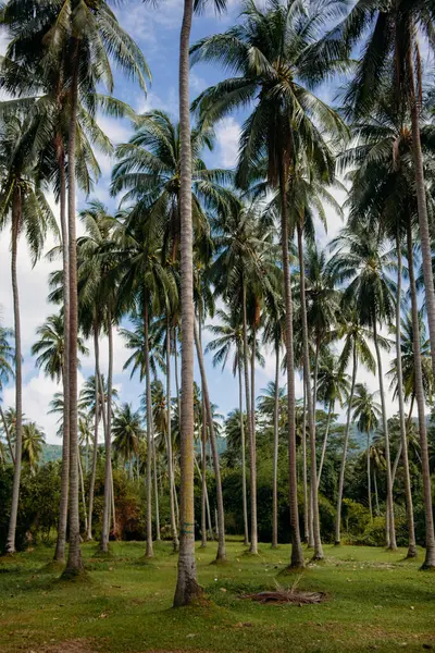 Palmiers Koh Samui Thaïlande — Photo