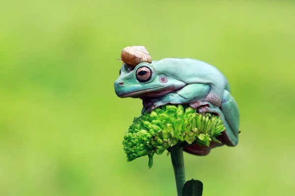 印度尼西亚 一只坐在矮胖树蛙上的蜗牛 — 图库照片