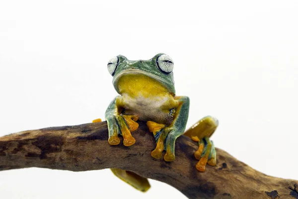 Javan Tree Frog Sitting Branch Indonesia — Stock fotografie