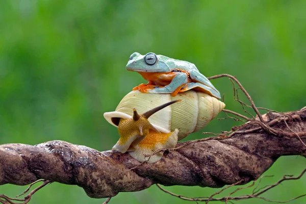 Javan Tree Frog Top Snail Indonesia — Stock Photo, Image