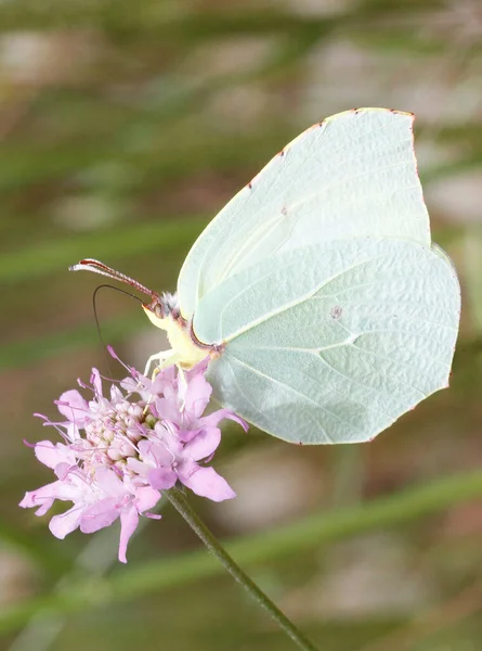 Primo Piano Una Farfalla Fiore Maiorca Spagna — Foto Stock