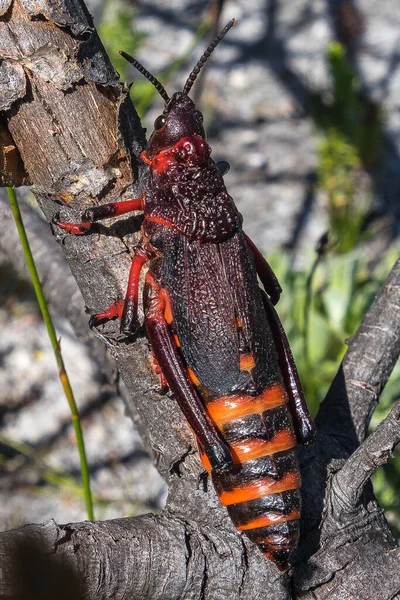 Koppie Foam Grasshopper Dictyophorus Spumans Table Mountain National Park Western — Fotografia de Stock