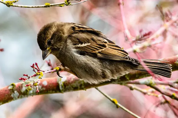 Dom Sparrow Oddziale Kolumbia Brytyjska Kanada — Zdjęcie stockowe