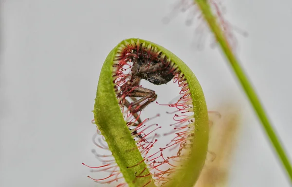 Αράχνη Παγιδευμένη Ένα Σαρκοβόρο Φυτό Cape Sundew Ισπανία — Φωτογραφία Αρχείου