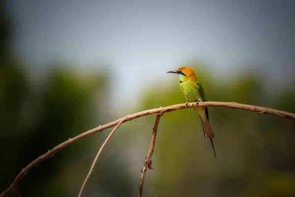 Blue Tailed Bee Eater Bird Branch Thailand — Stock Photo, Image