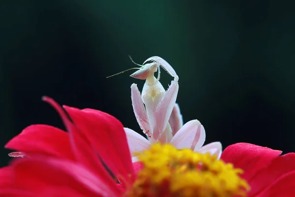 Primer Plano Mantis Orquídea Sobre Flor Indonesia — Foto de Stock