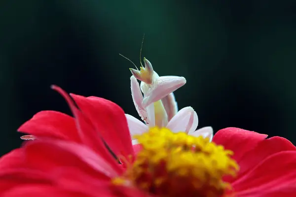 Närbild Orkidé Mantis Blomma Indonesien — Stockfoto