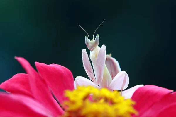 印度尼西亚 一只兰花螳螂在花朵上的特写 — 图库照片
