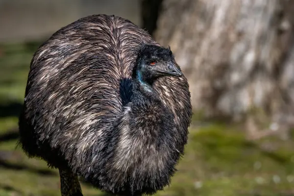 Close Emu Canada — Stock Photo, Image