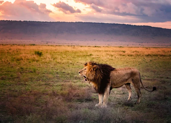 Retrato Del Legendario León Llamado Bob Marley Masai Mara Kenia —  Fotos de Stock