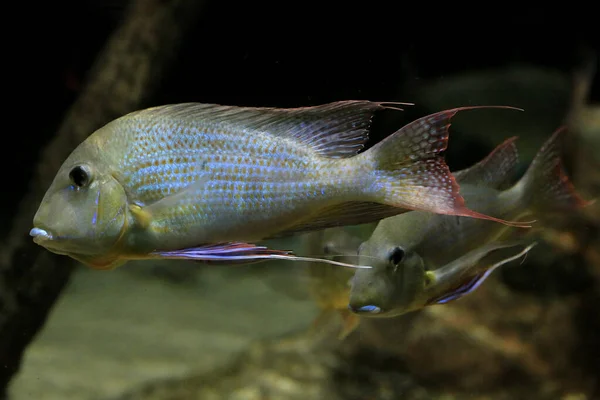 Mosambik Tilapia Oreochromis Mossambicus Indonésie — Stock fotografie