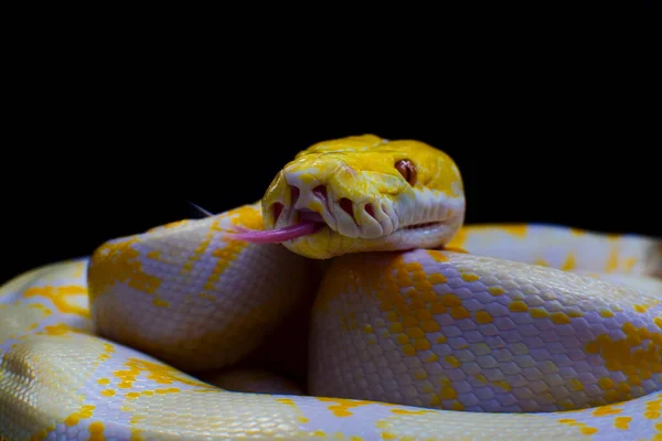 Close Van Een Python Indonesië — Stockfoto