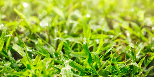 Hierba Verde Con Gotas Rocío Suelo — Foto de Stock