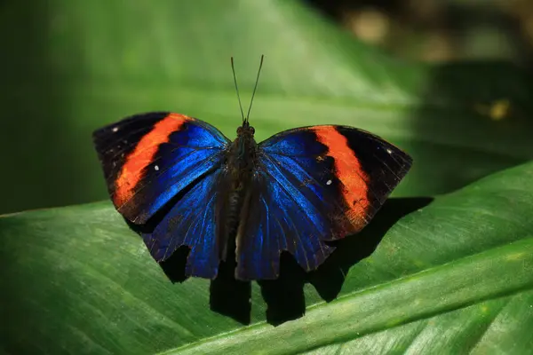Primer Plano Una Mariposa Malasia — Foto de Stock