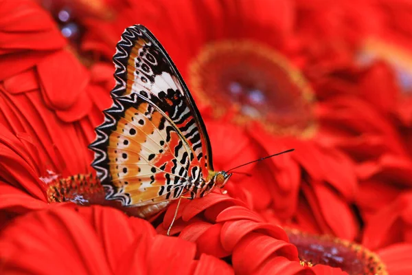 Schmetterling Auf Roten Blumen Indonesien — Stockfoto