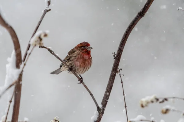 Purple Finch Perched Branch Snow British Columbia Canada — Stock Photo, Image