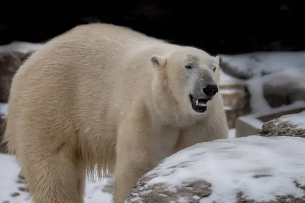 Polar Bear British Columbia Canada — Foto Stock