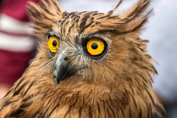 Portrait Feathered Wild Owl Close View — Stock Photo, Image