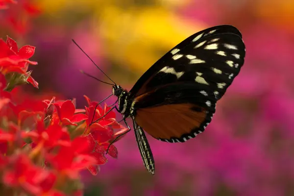 Butterfly Flower Canada — Fotografia de Stock
