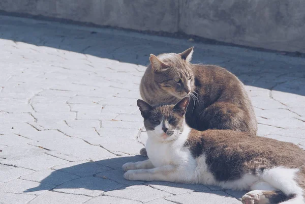 Due Gatti Sdraiati Sole Malaga Spagna — Foto Stock