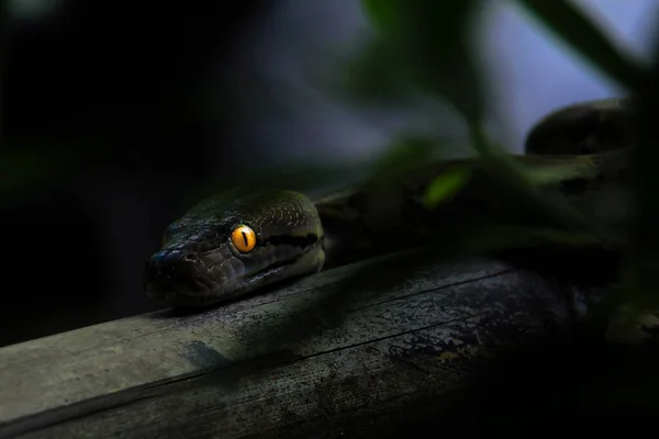 Nahaufnahme Einer Python Mit Leuchtenden Augen Der Nacht Indonesien — Stockfoto