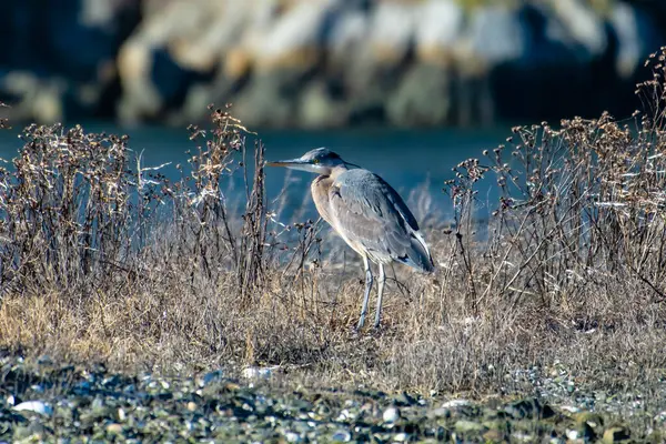 Great Blue Heron Beach Amongst Reeds British Columbia Canada — Stock Photo, Image