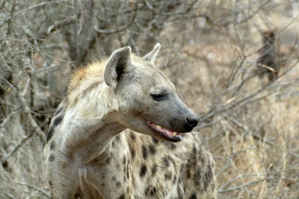 Skvrnitá Hyena Crocuta Crocuta Kruger National Park Jihoafrická Republika — Stock fotografie