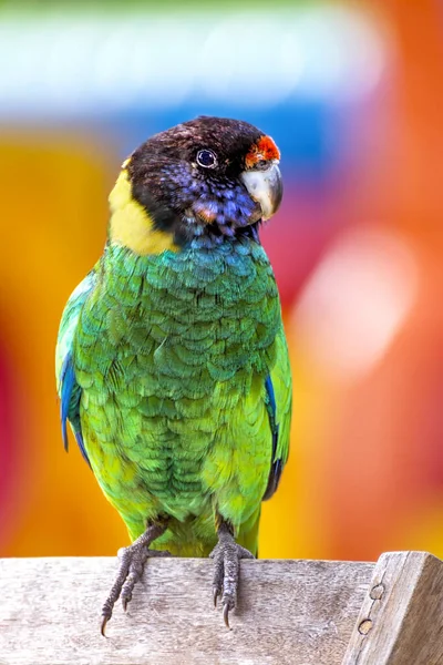 Ringneck Parrot Wooden Board West Australia Australia — 图库照片