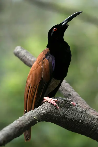 鸟栖息在树枝上 印度尼西亚 — 图库照片