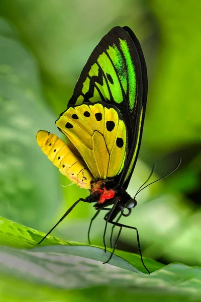 Close Butterfly Indonesia — Stok fotoğraf
