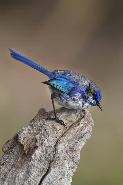 Fairy Wren Malurus Splendens Western Australia Australien — Stockfoto