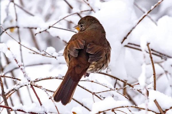 Cute Little Bird Sitting Snow Covered Tree Branch Blurred Natural — Stock Photo, Image