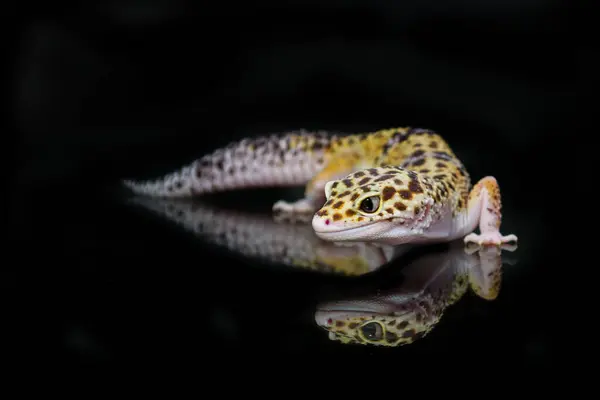 Lagarto Moteado Arrastrándose Sobre Fondo Negro — Foto de Stock