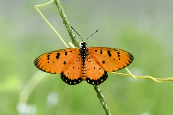 Papillon Sur Plante Verte Plein Air Concept Été Vue Rapprochée — Photo