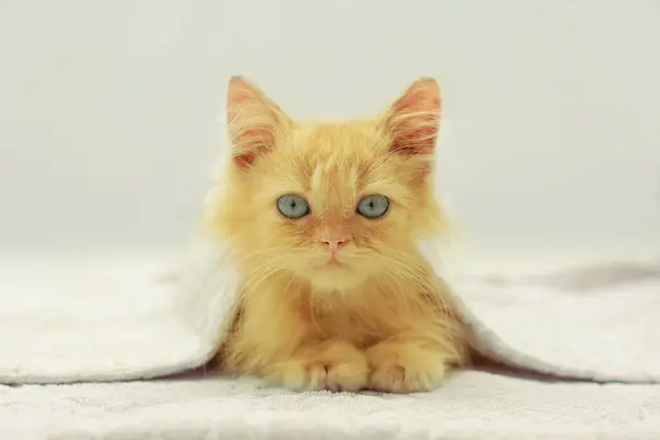 Cute Red Kitten Blue Eyes Covered White Blanket — Stock Photo, Image