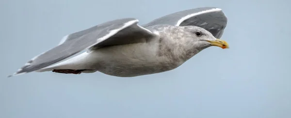 Seagull Flight Sidney British Columbia Canada — ストック写真