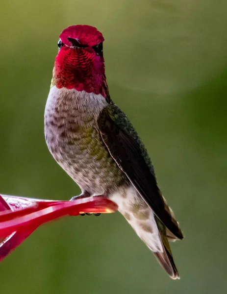 Kolibri Auf Einer Blume Kanada — Stockfoto