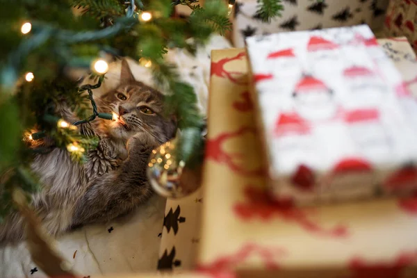 包んだ贈り物の横にクリスマスツリーの下に横たわる子猫 — ストック写真