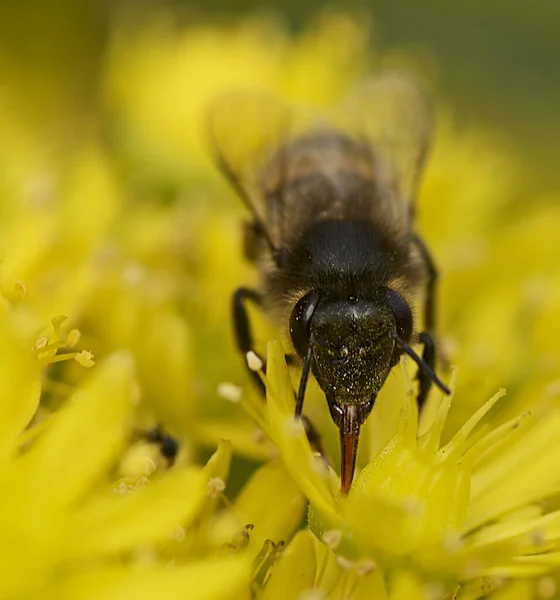 Close Honey Bee Pollinating Flower Malta — Stock Photo, Image