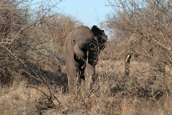 Çalılıklarda Koşan Fil Yavrusu Kruger Ulusal Parkı Güney Afrika — Stok fotoğraf