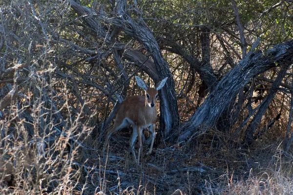 Steenbok Piedi Sotto Albero Kruger National Park Sud Africa — Foto Stock